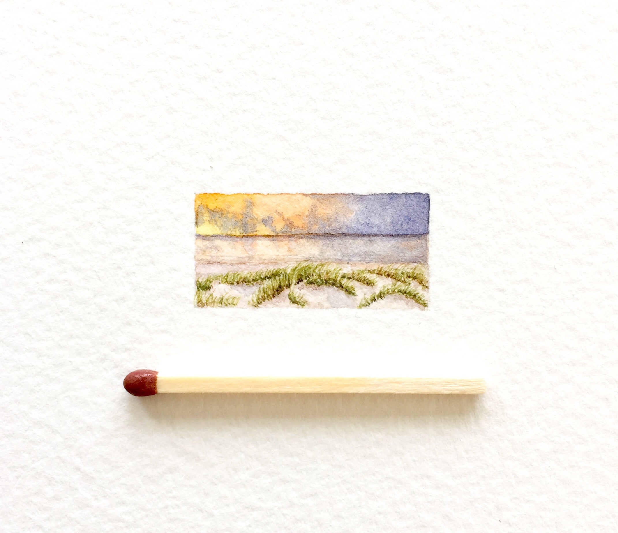 Beach grass