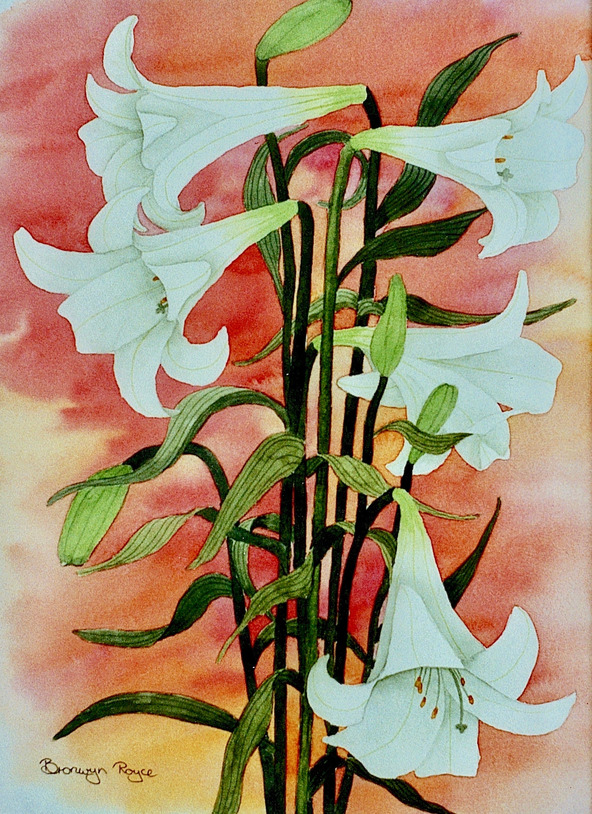 St Joseph lilies
