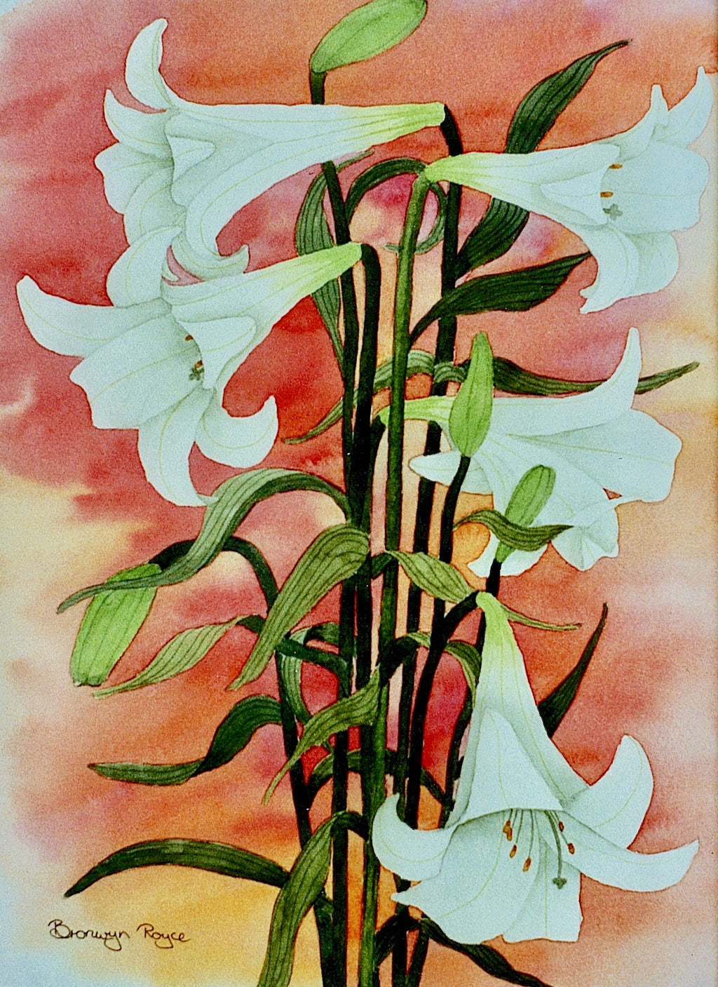 St Joseph lilies