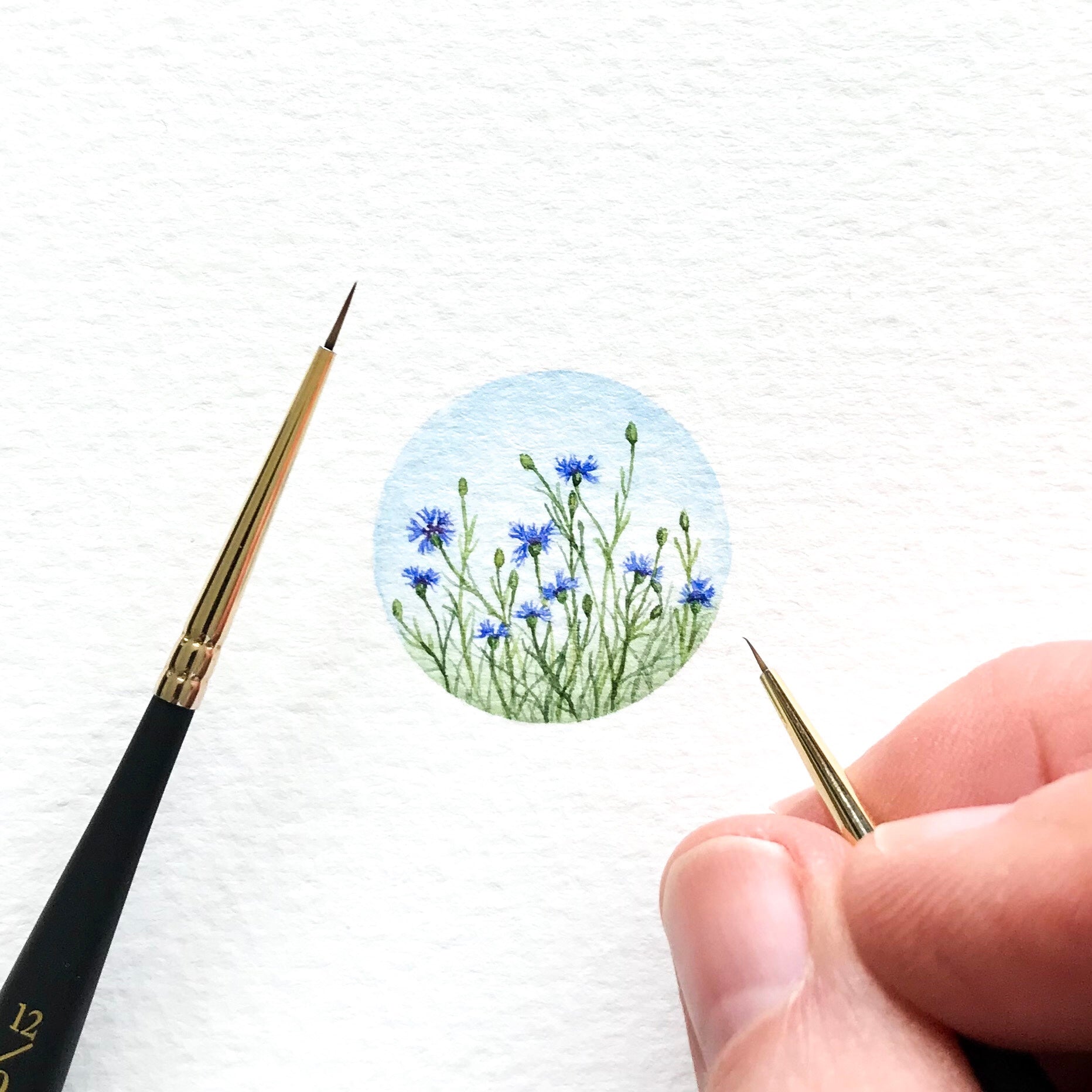 Cornflowers