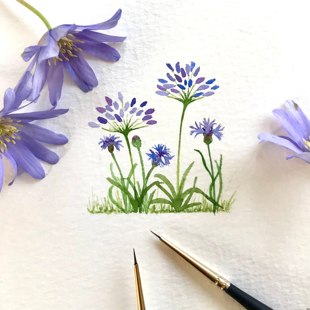 Agapanthus and cornflowers