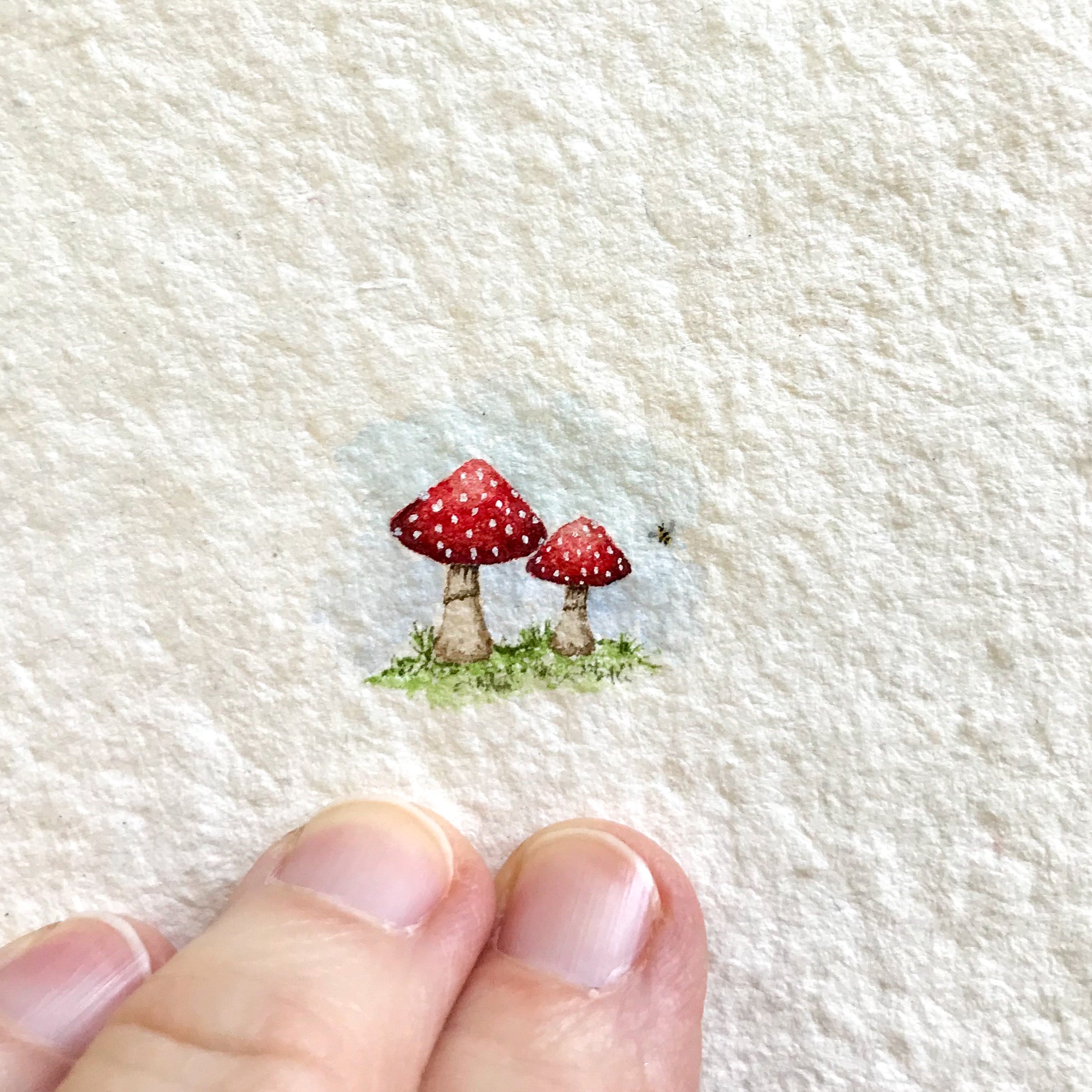 Toadstools in Autumn