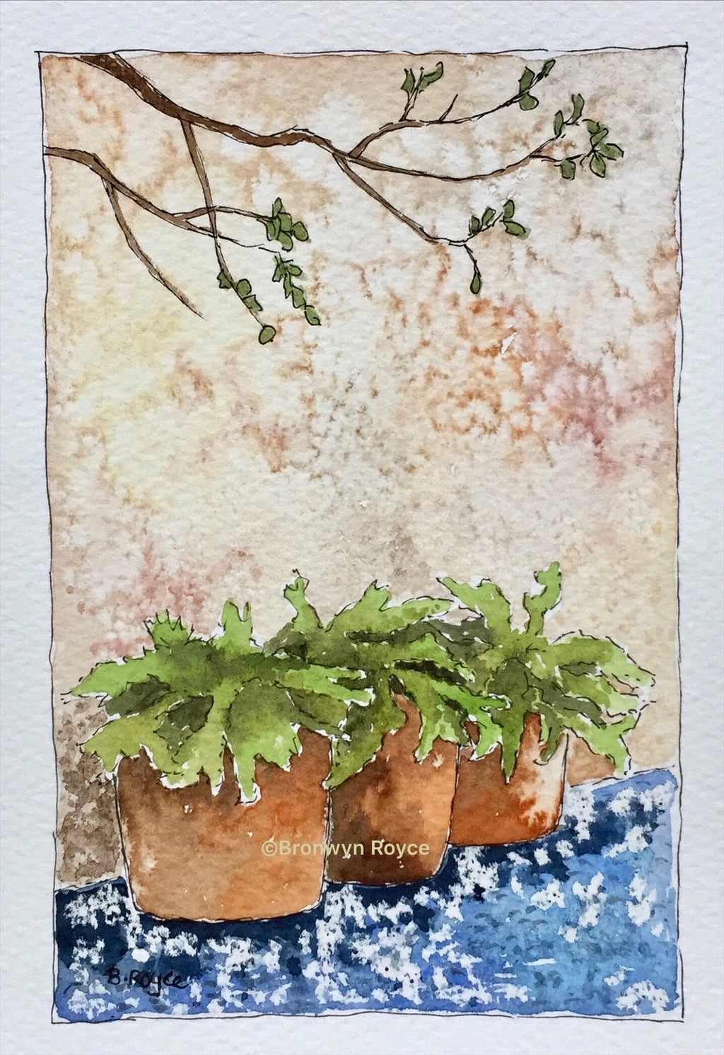 Terracotta pot plants